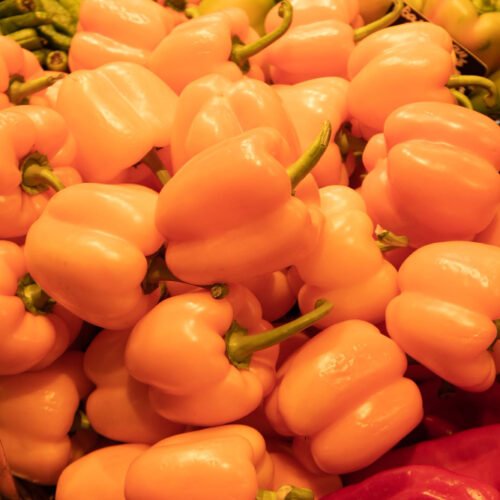 Poivrons Bio sous serre