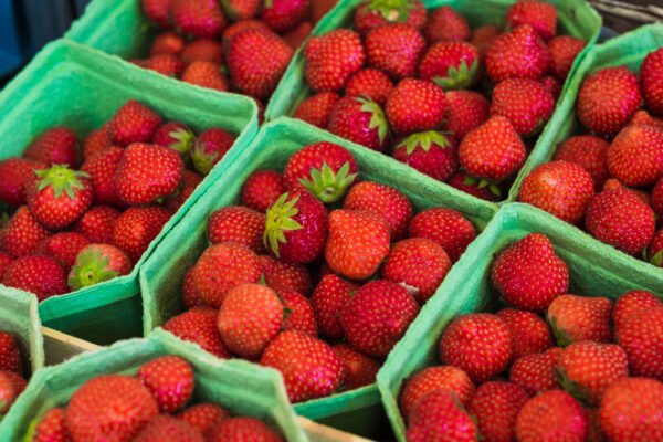 Fraises Bio